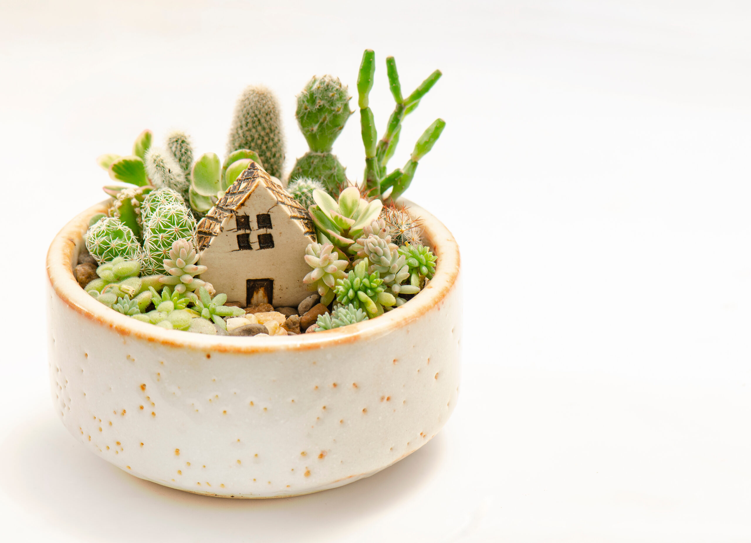 Sip & Sprout: Succulent Fairy Garden & Wine Tasting!